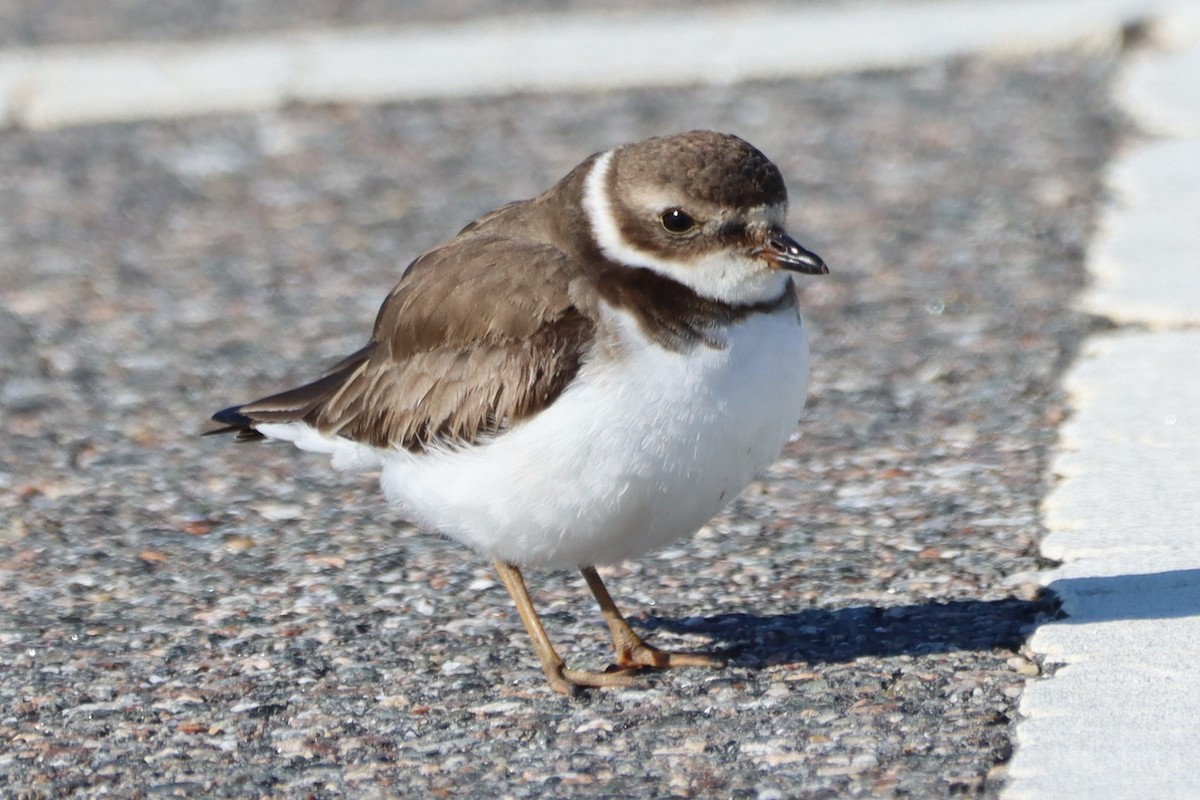 Semipalmated Plover - ML412014461