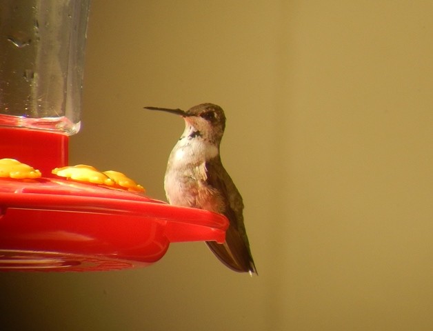 Black-chinned Hummingbird - Matt O'Sullivan