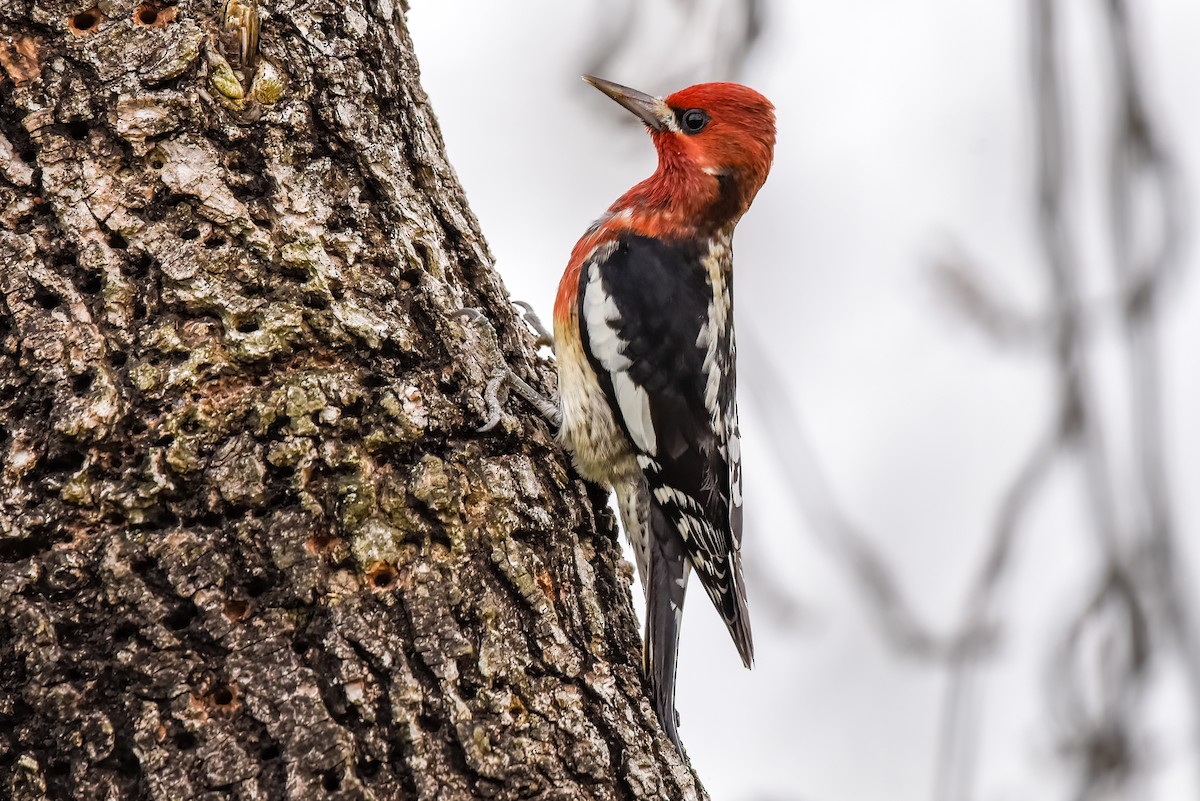 Red-breasted Sapsucker - Gizella Nyquist
