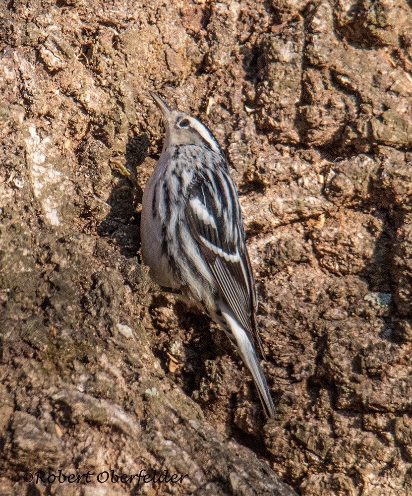Black-and-white Warbler - ML412031261