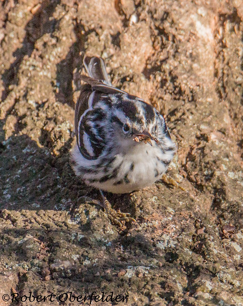 Black-and-white Warbler - ML412031271