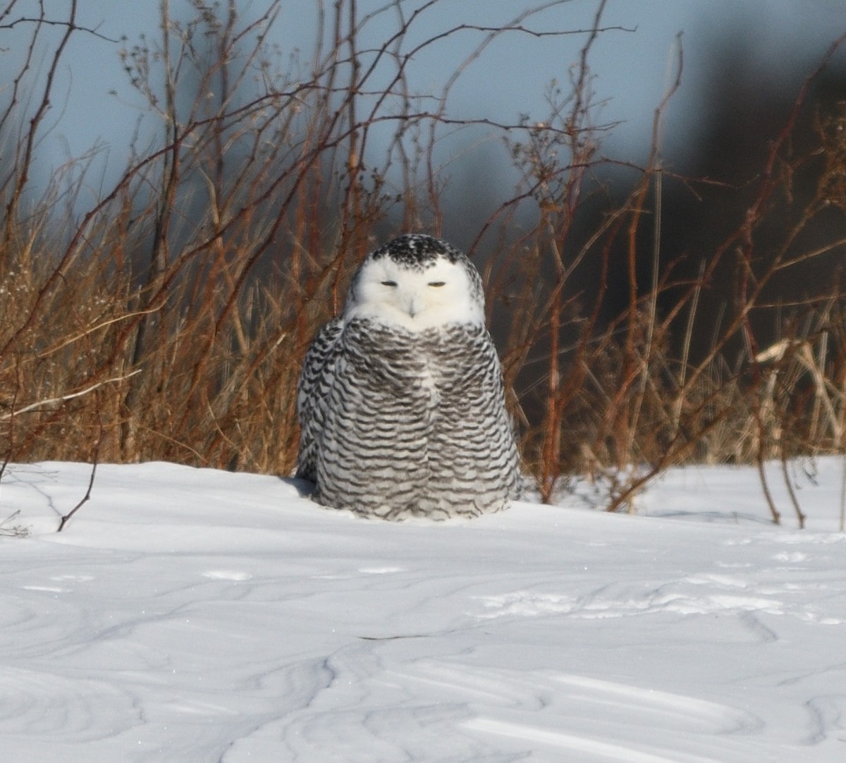 Snowy Owl - ML412045241