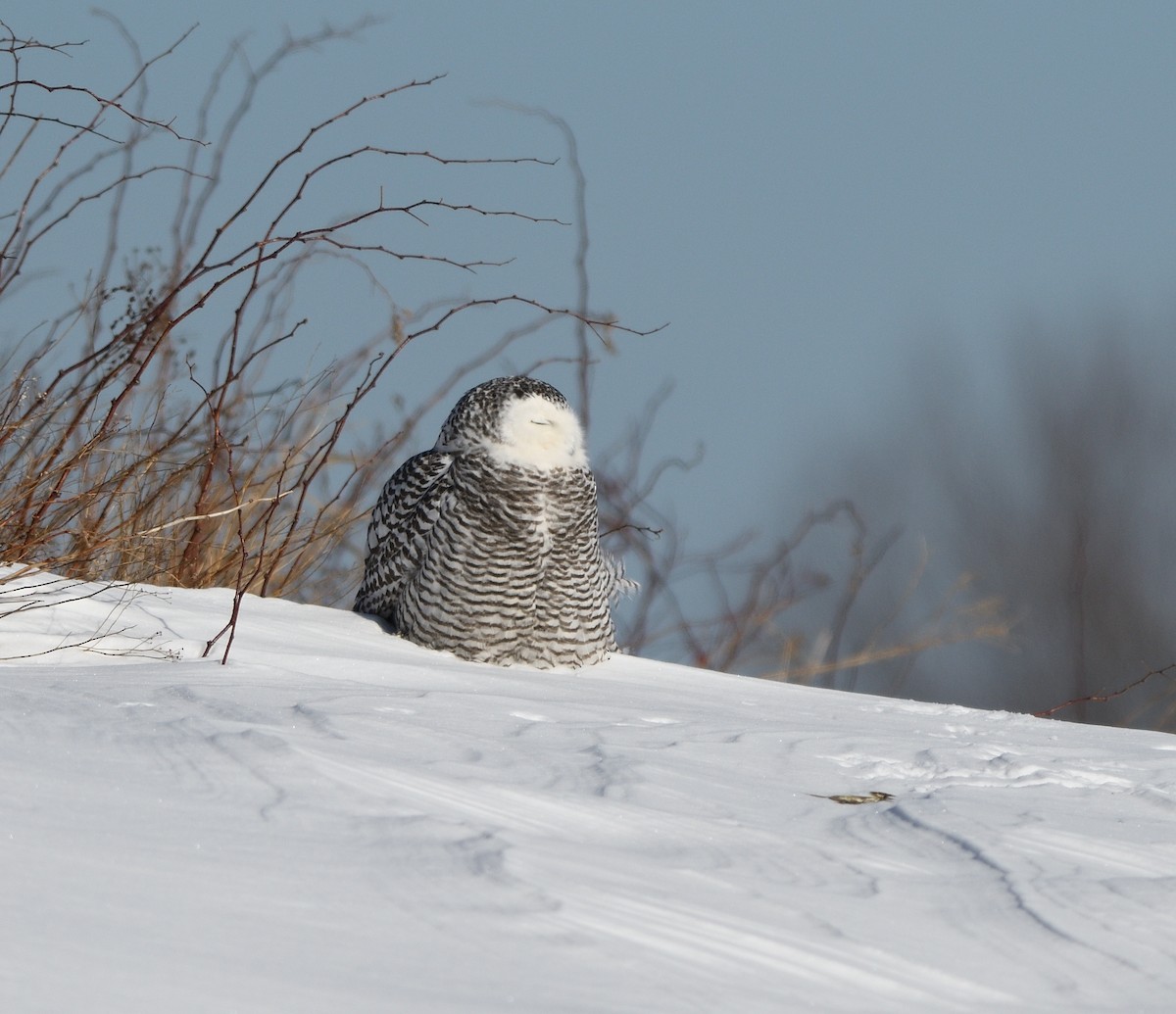 Snowy Owl - ML412045521