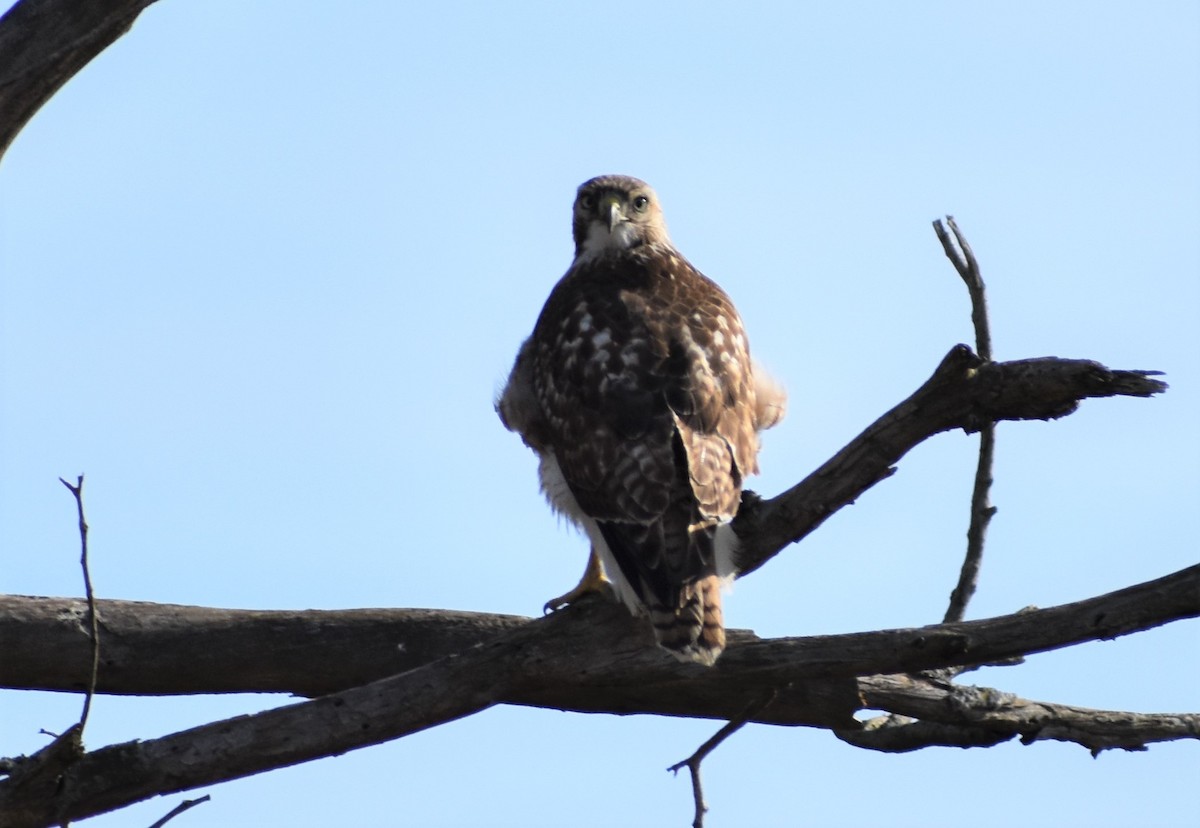 Red-tailed Hawk - ML412049481