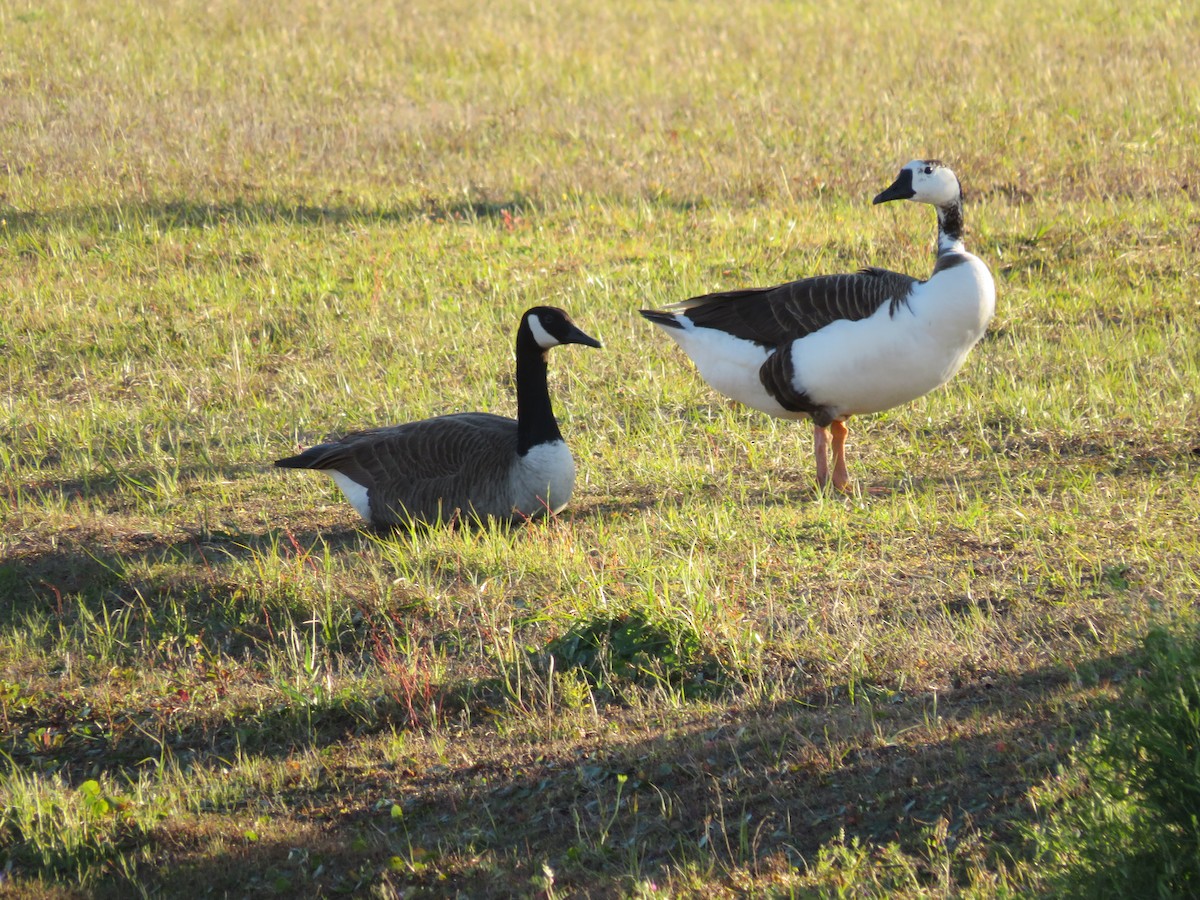 Domestic goose sp. x Canada Goose (hybrid) - ML412050581