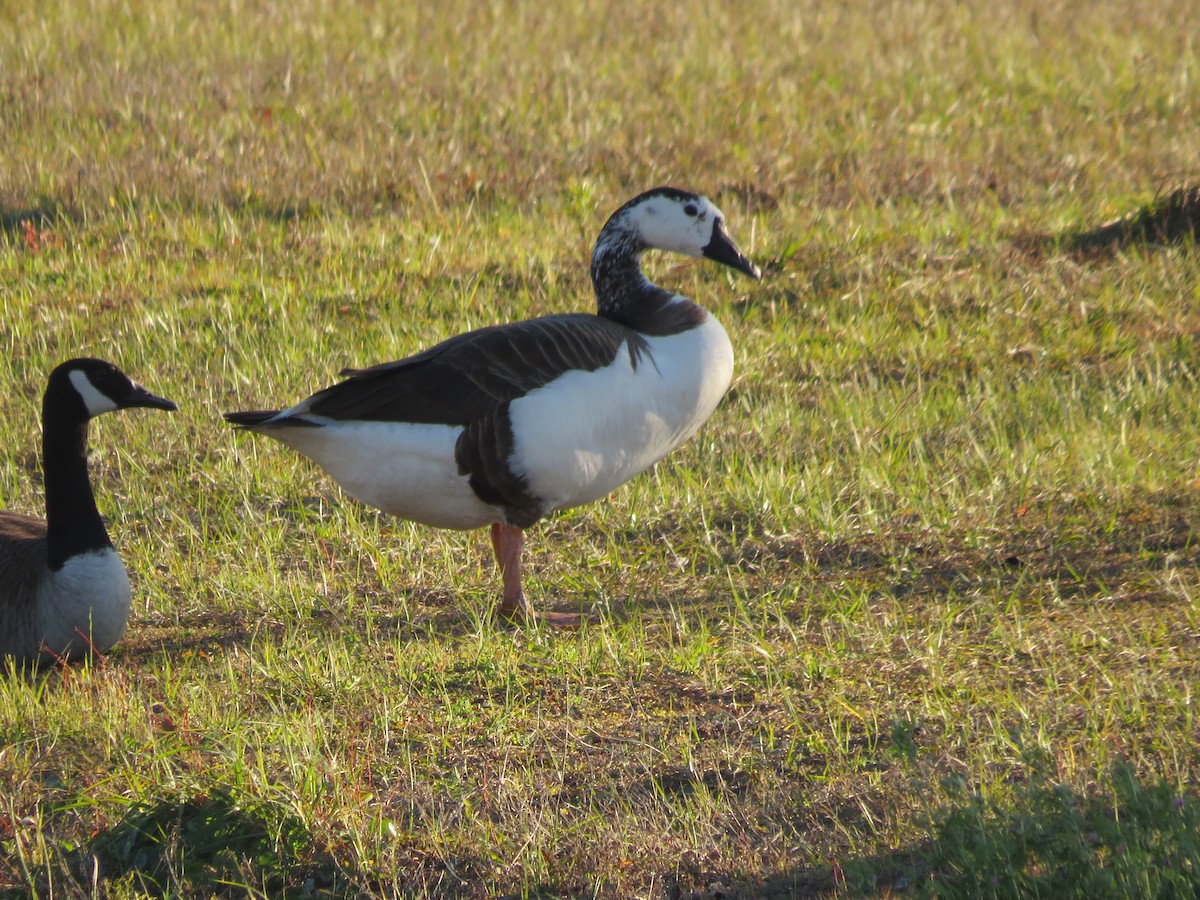 Domestic goose sp. x Canada Goose (hybrid) - ML412050591