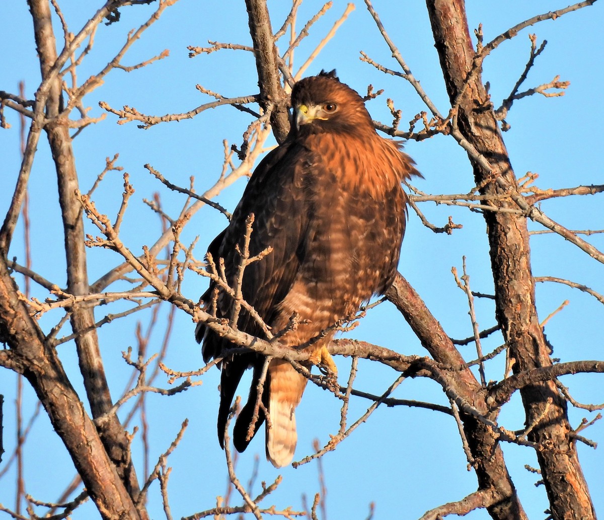 Red-tailed Hawk - ML412055191