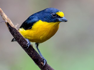  - Yellow-throated Euphonia