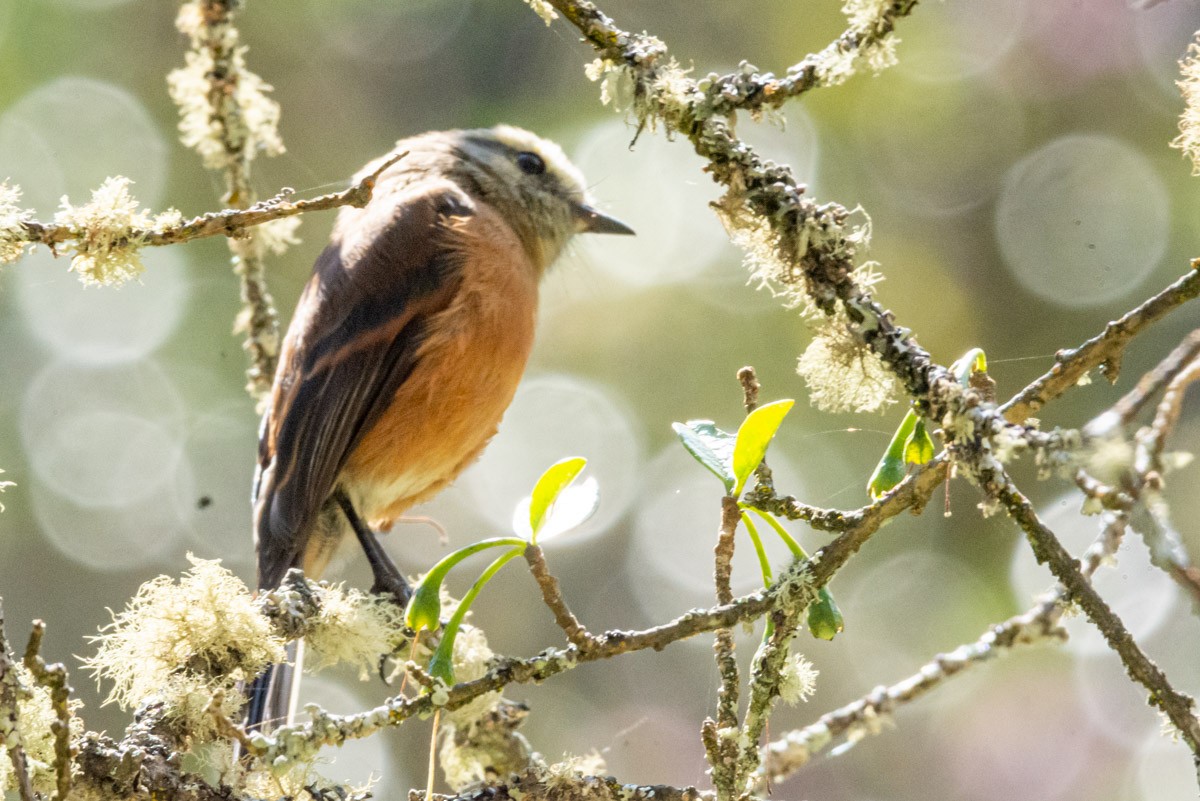 Brown-backed Chat-Tyrant - Victor Hugo Michelini