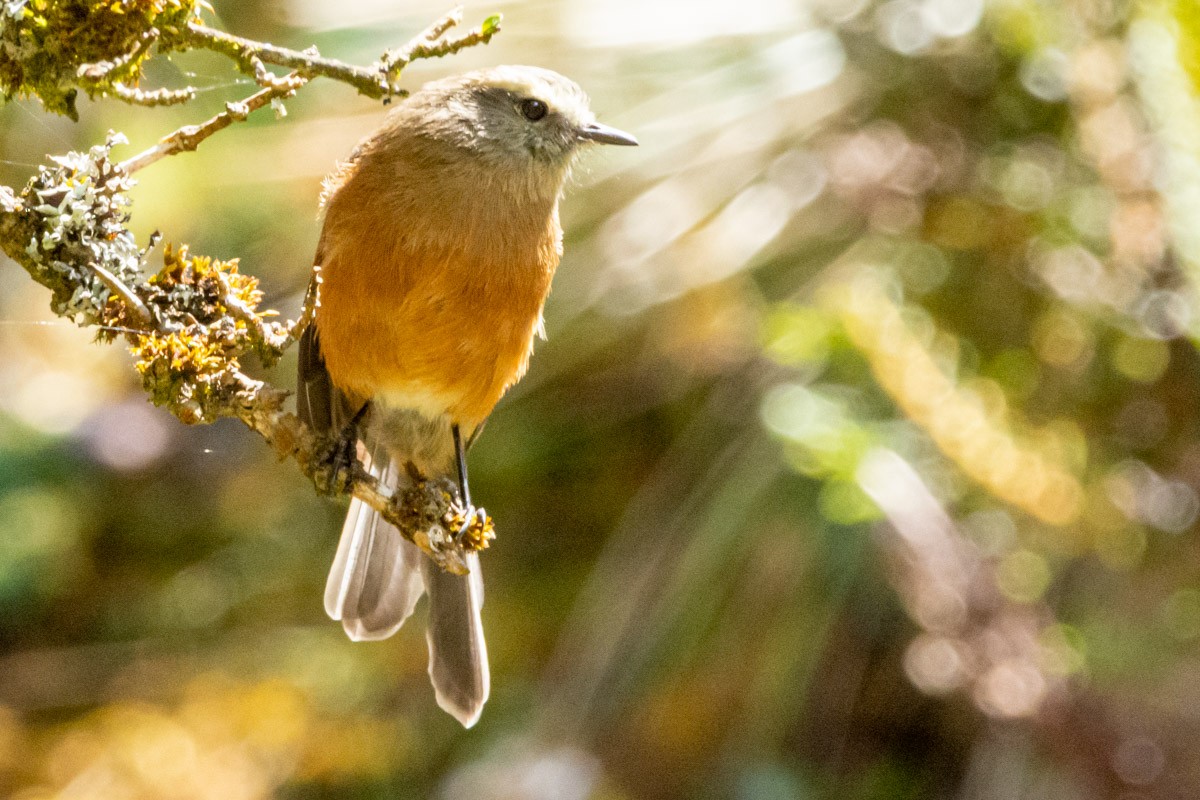 Brown-backed Chat-Tyrant - ML412062761