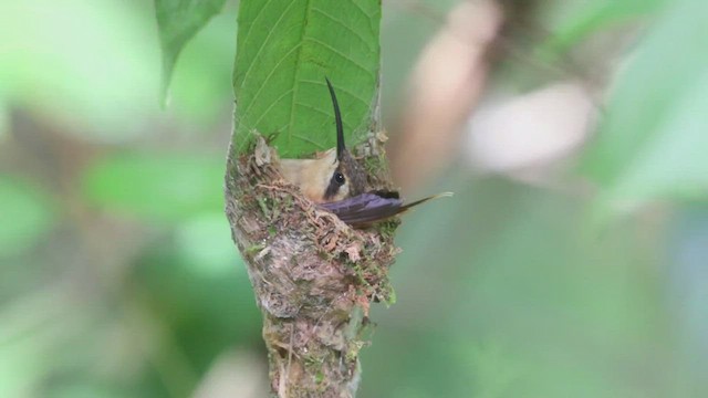 kolibřík malý - ML412067831
