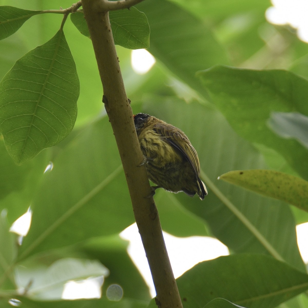 Olivaceous Piculet - ML412072561