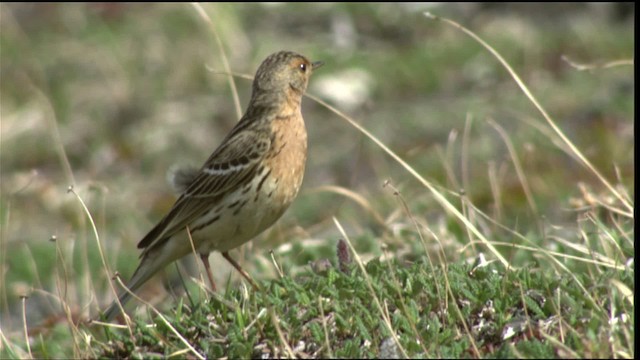 Red-throated Pipit - ML412076