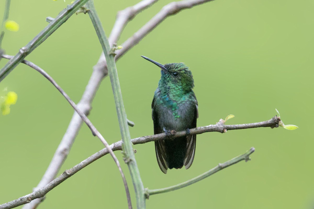 kolibřík modrobradý - ML412077721