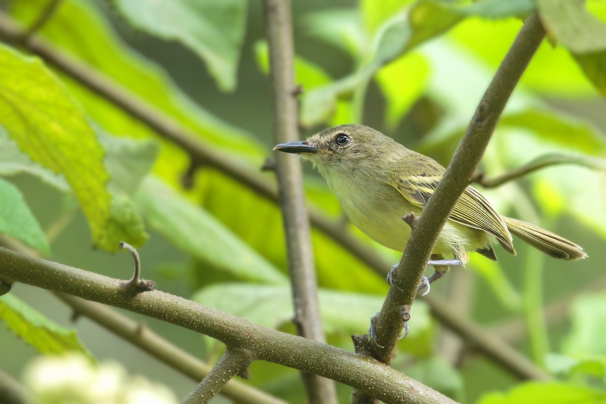 Smoky-fronted Tody-Flycatcher - ML412077791