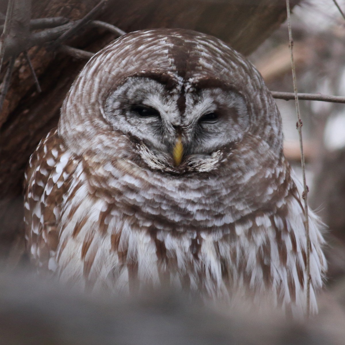 Barred Owl - ML412077851