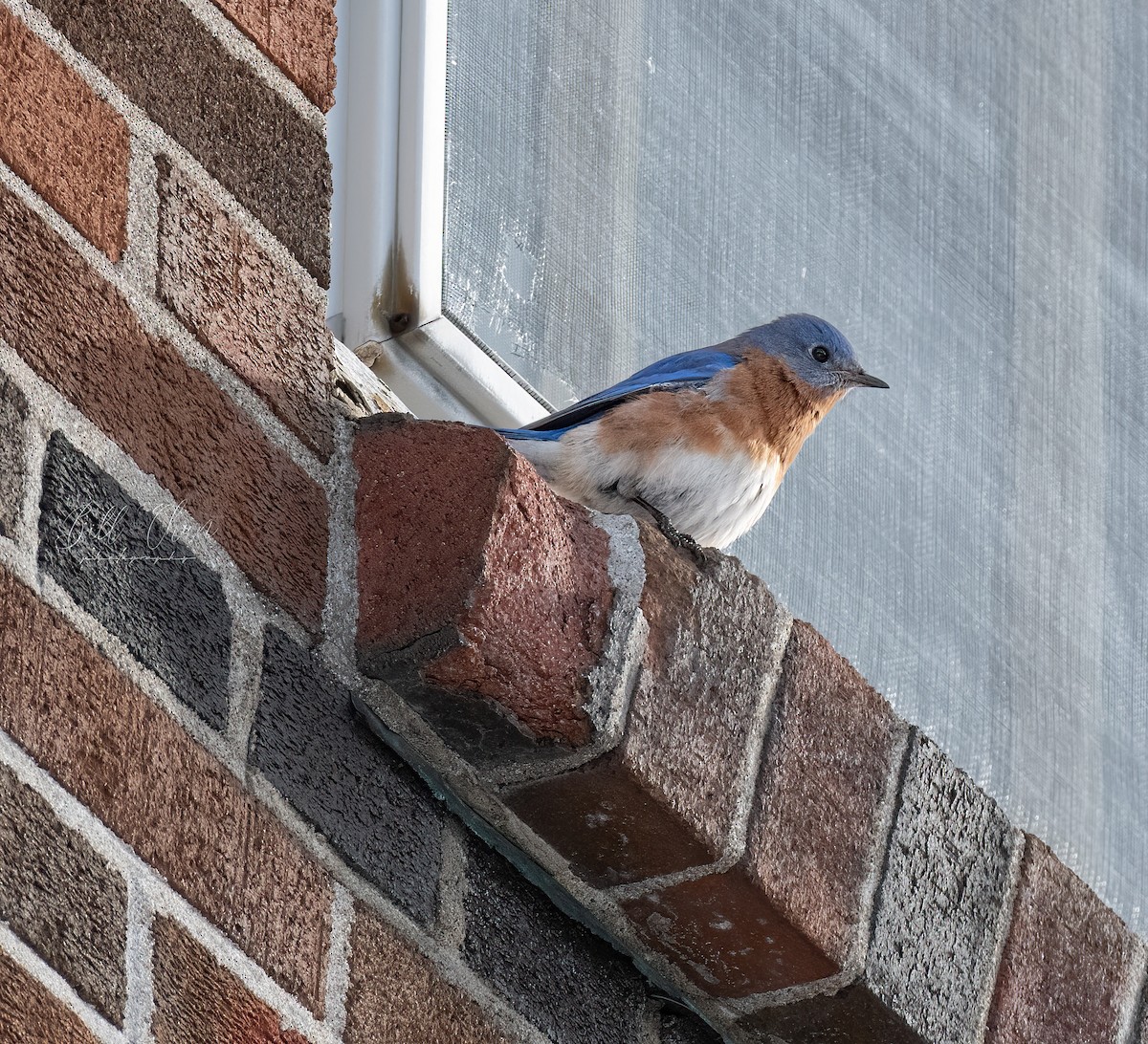 eBird Checklist 1 Feb 2022 GuelphIgnatius Jesuit Centre 6 species