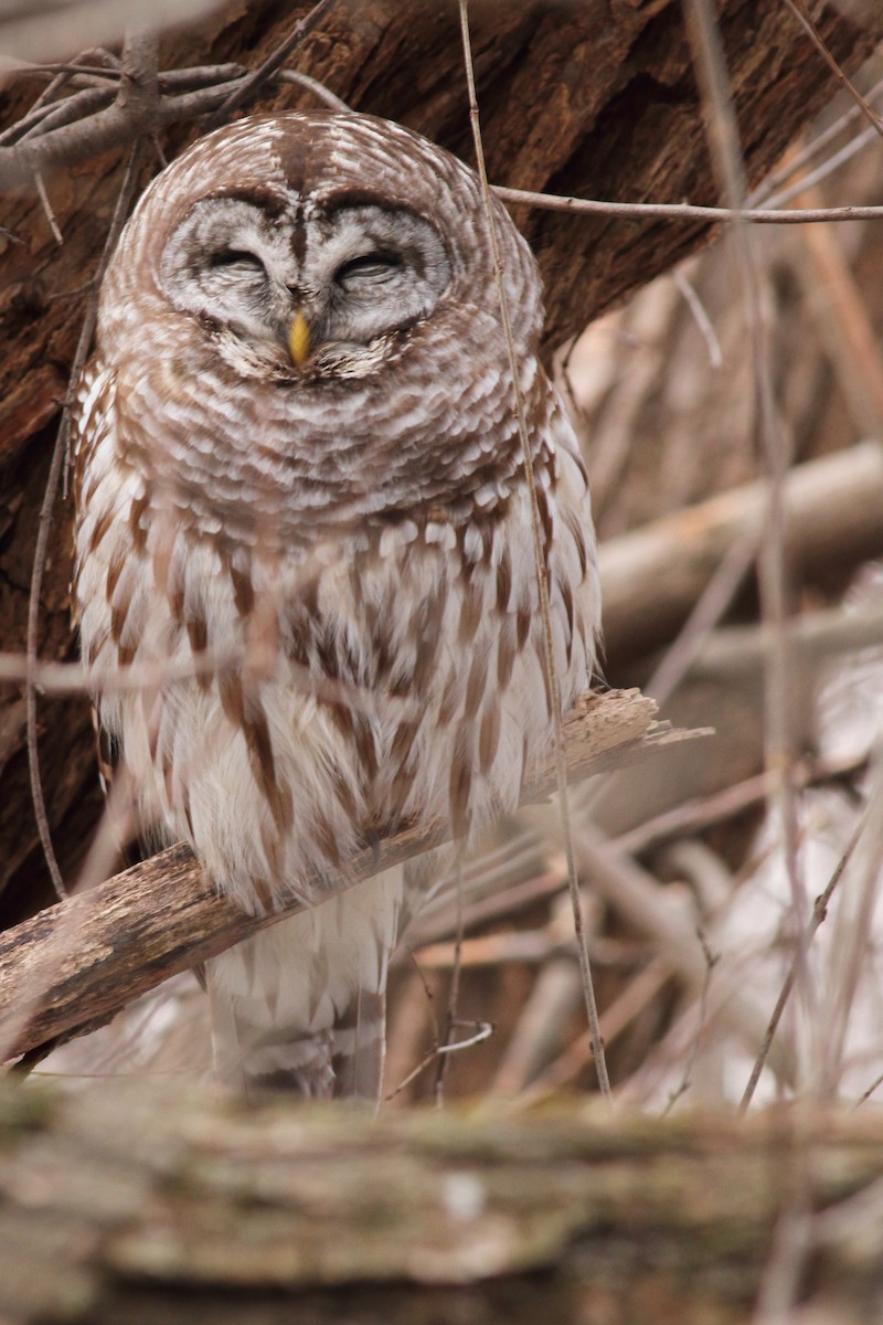 Barred Owl - ML412078451