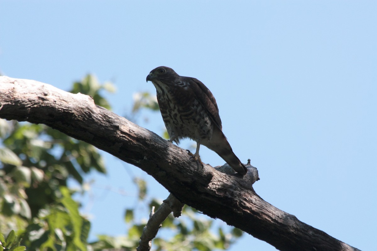 Double-toothed Kite - ML412081251