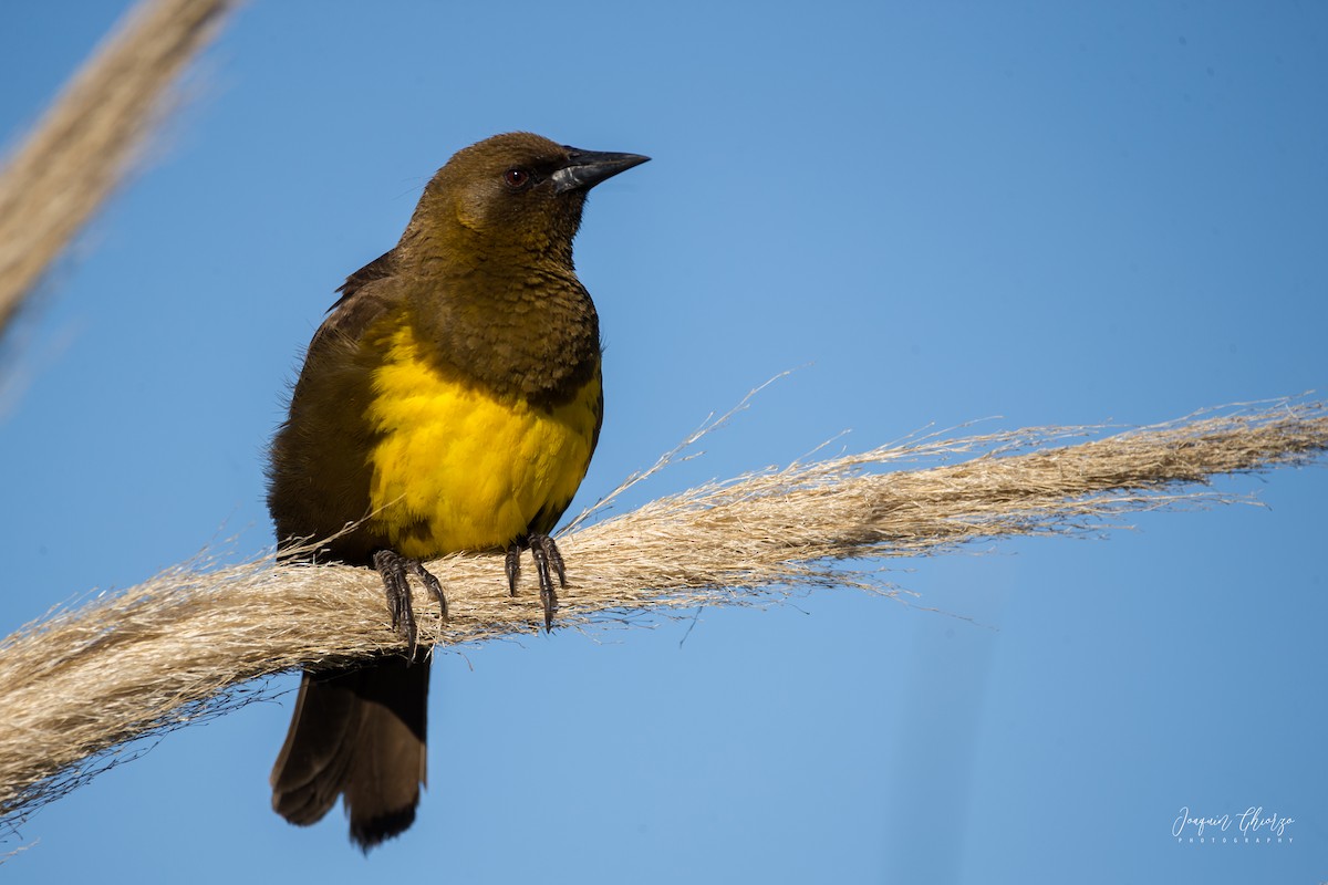 Brown-and-yellow Marshbird - Ghiorzo Joaquín