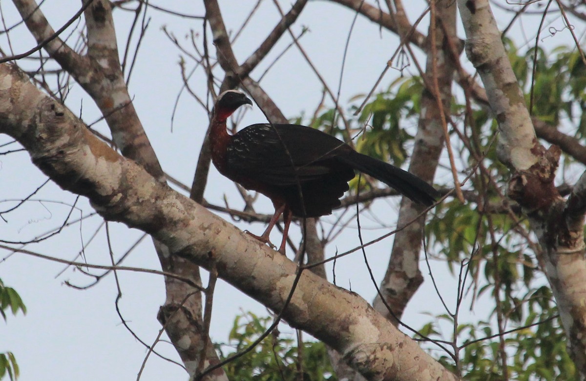 White-crested Guan - ML41208311