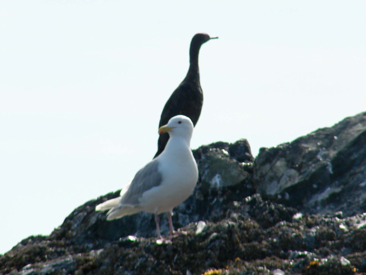 Glaucous-winged Gull - David Marjamaa