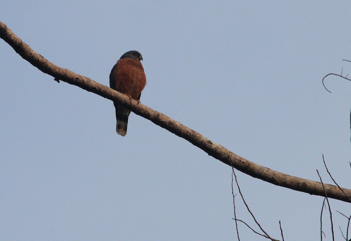 Double-toothed Kite - Alexander Lees