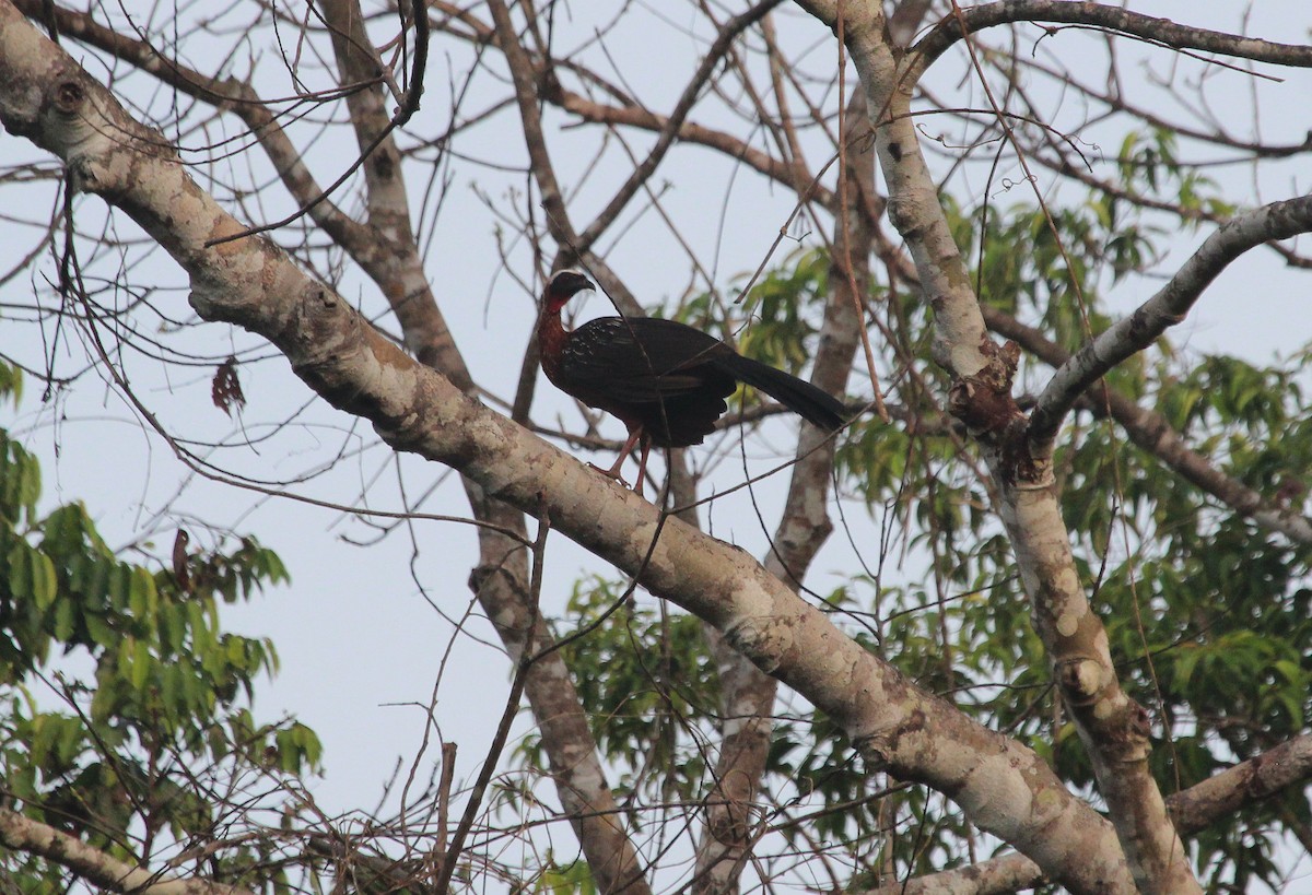 White-crested Guan - ML41208481