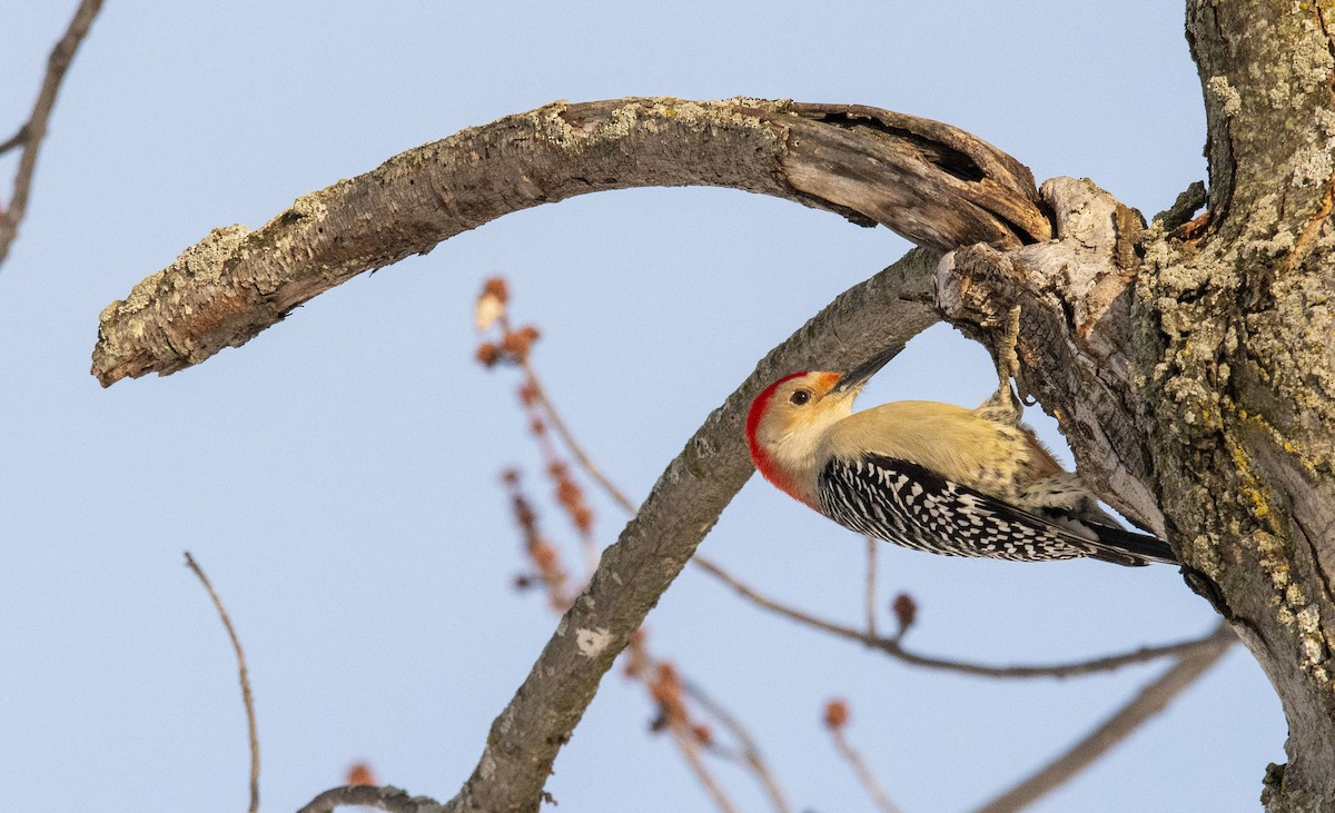 Red-bellied Woodpecker - John Peckham