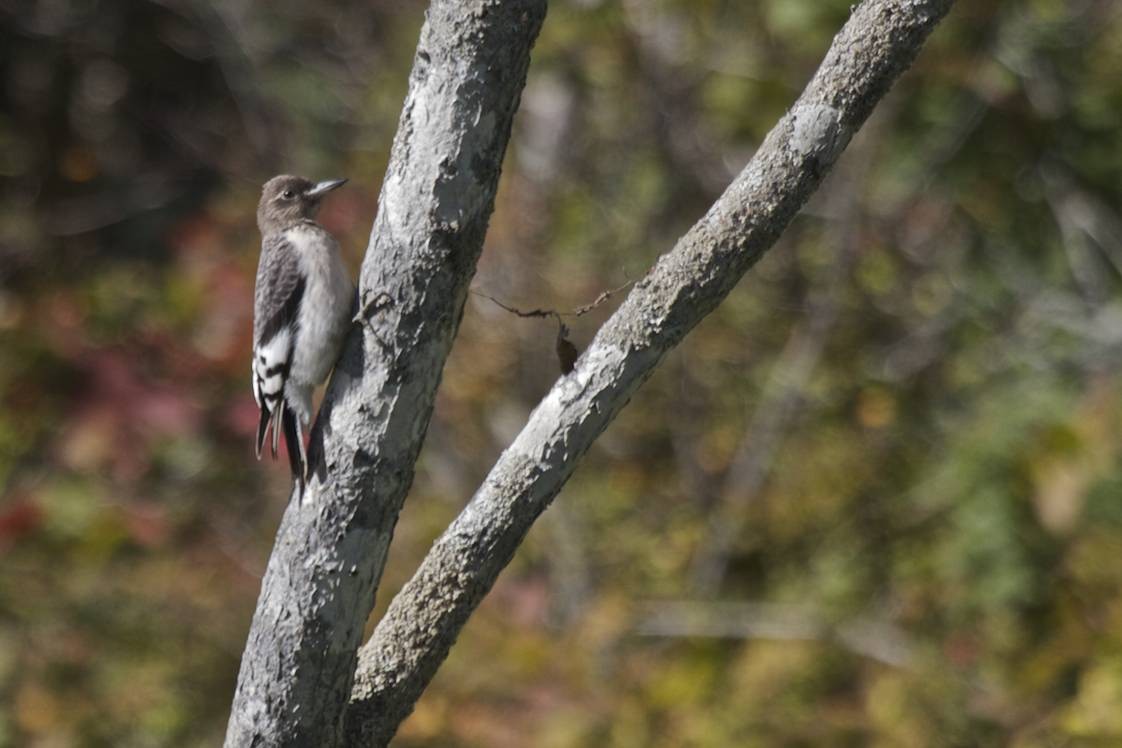 Red-headed Woodpecker - ML41209011