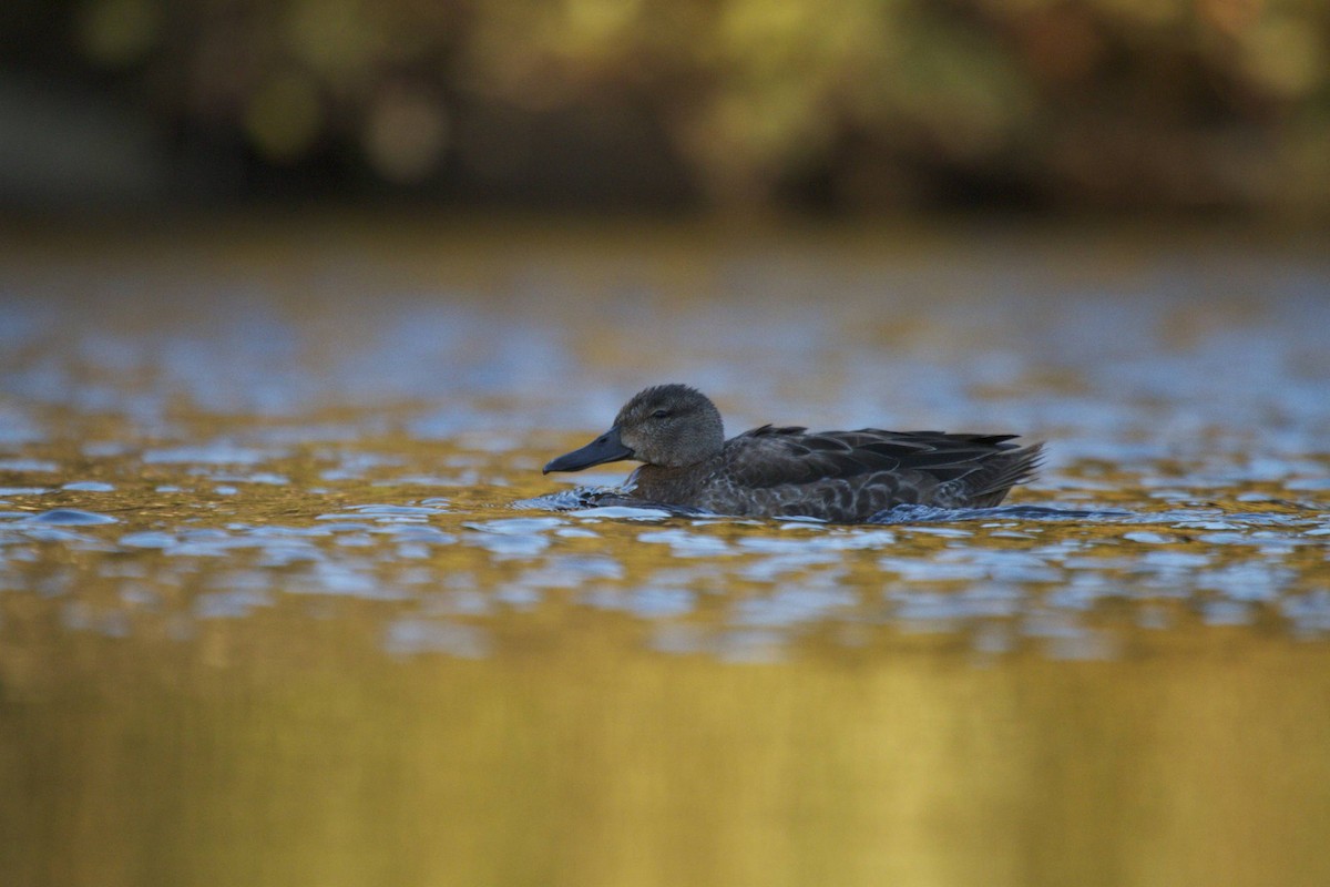Blue-winged Teal - ML41209101