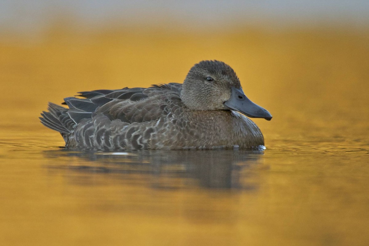 Blue-winged Teal - ML41209141
