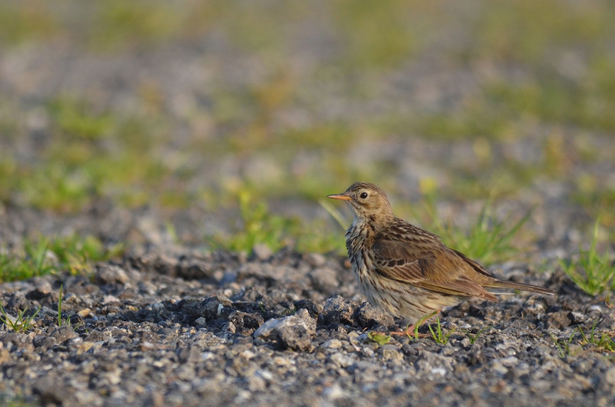 Meadow Pipit - Aidan Place