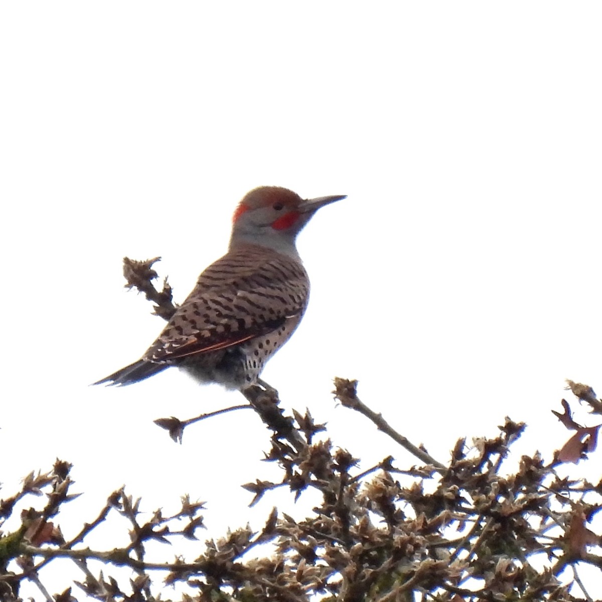 Northern Flicker (Yellow-shafted x Red-shafted) - ML412095641