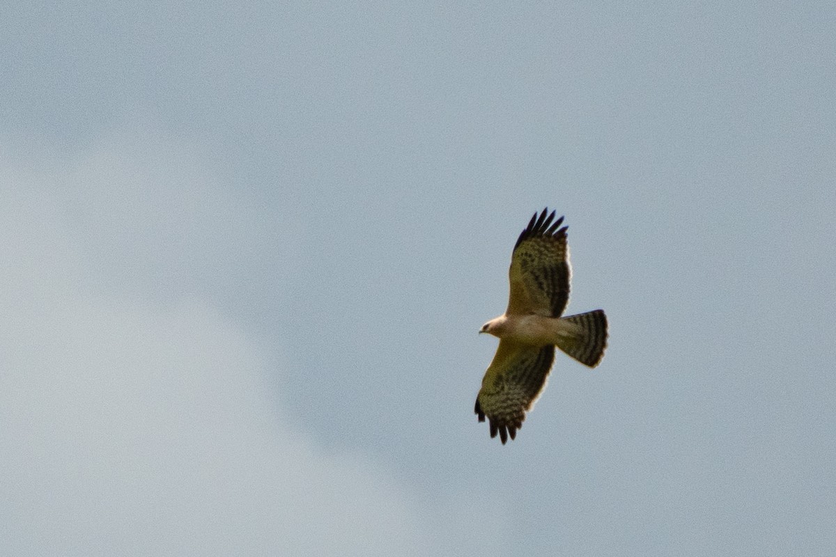 African Hawk-Eagle - Veronika Samotskaya
