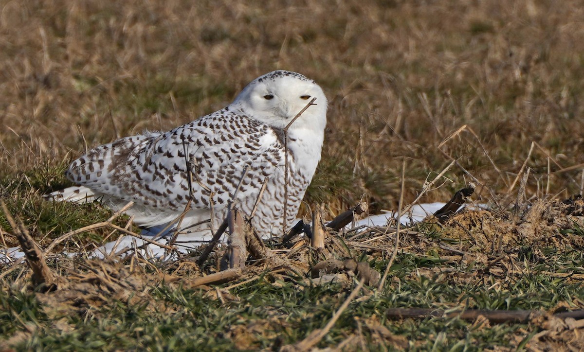 Snowy Owl - ML412101491