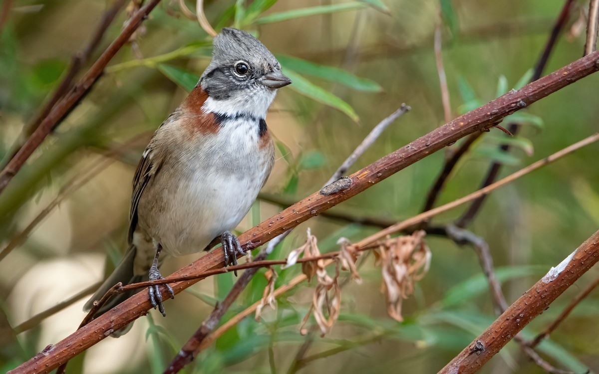 Rufous-collared Sparrow (Patagonian) - ML412103251