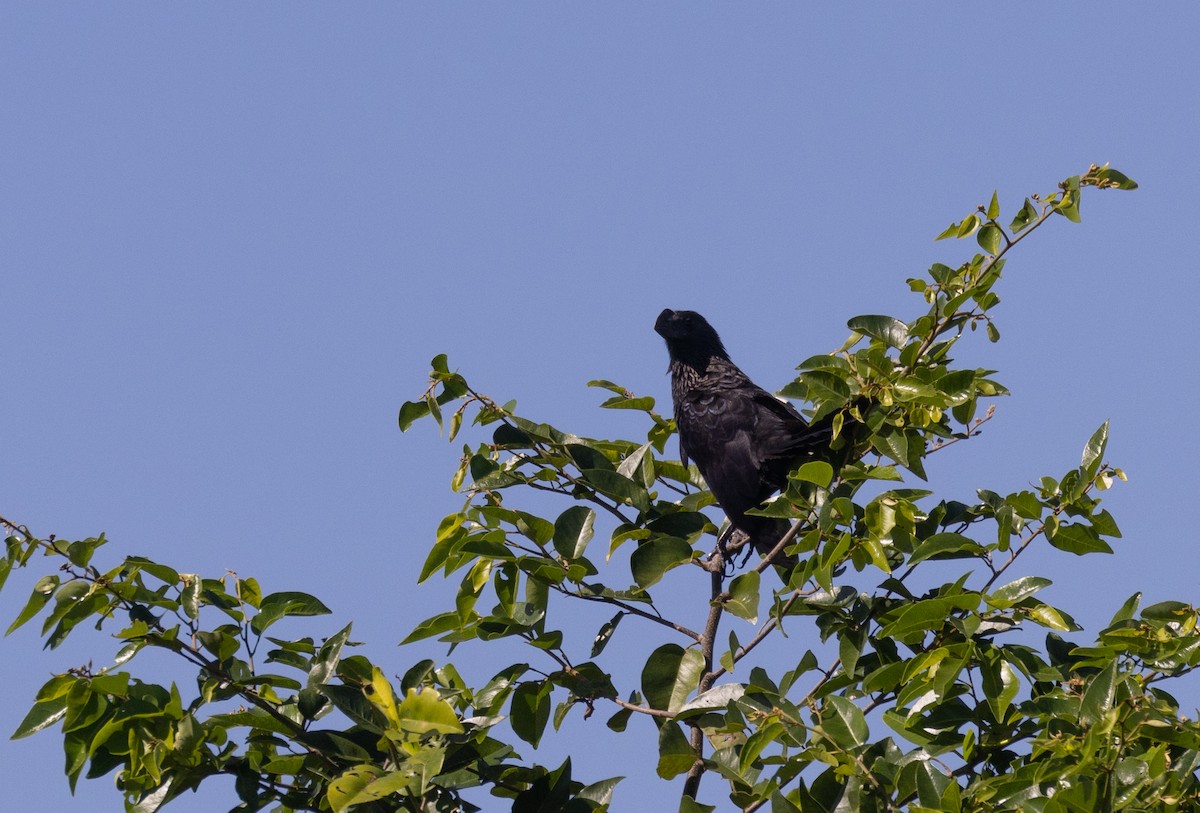 Smooth-billed/Groove-billed Ani - ML412104441