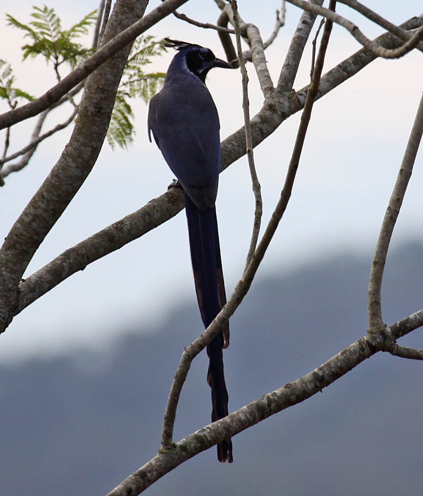 Black-throated Magpie-Jay - ML41210531