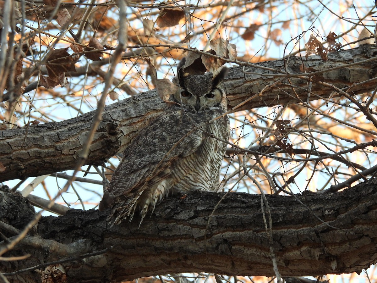 Great Horned Owl - ML412115221