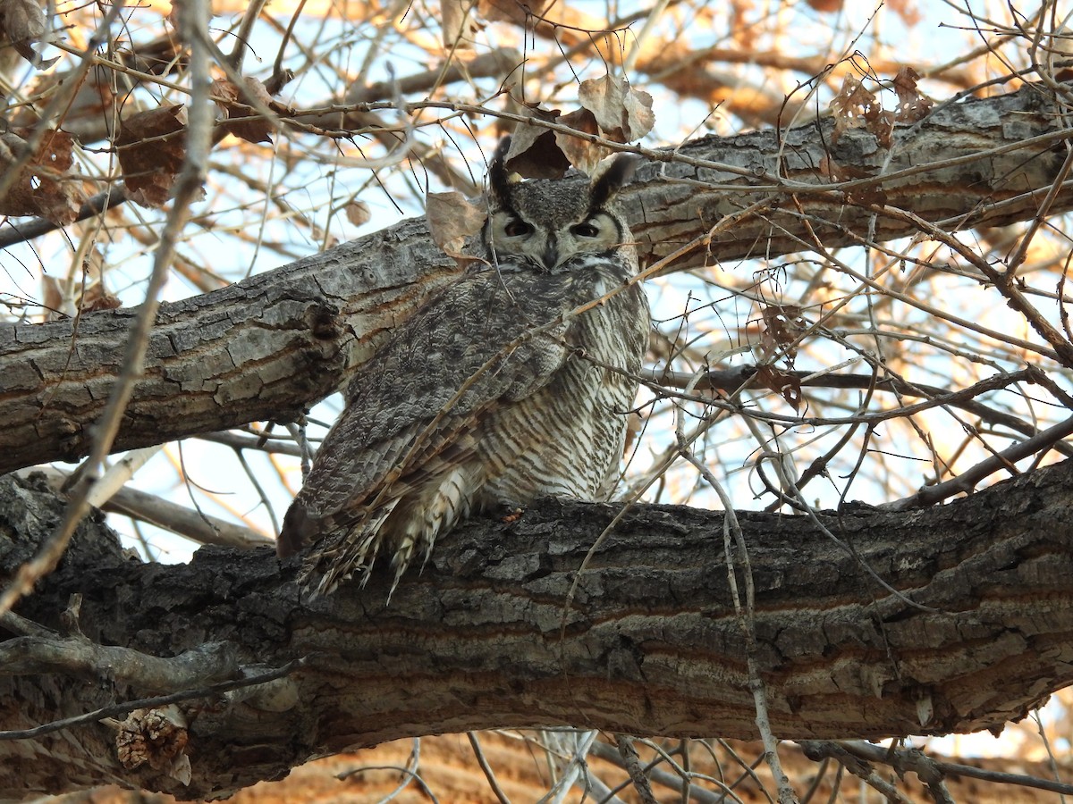 Great Horned Owl - ML412115261