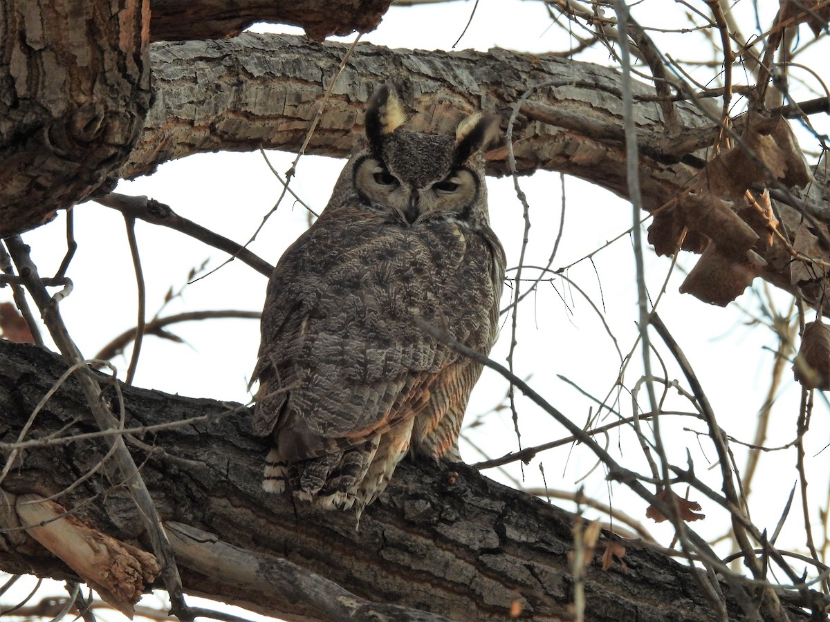 Great Horned Owl - ML412115271
