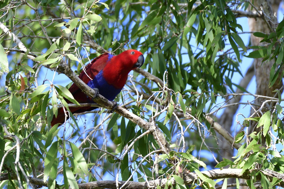 Papua Eklektus Papağanı - ML412117551