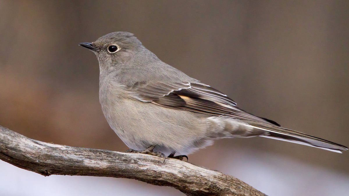 Townsend's Solitaire - ML412124791