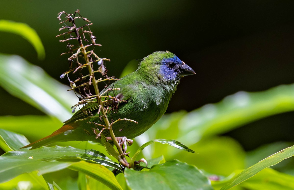 Blue-faced Parrotfinch - ML412138891