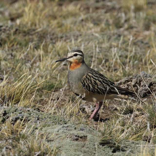 Bird in its breeding habitat; Santa Cruz, Argentina. - Tawny-throated Dotterel - 