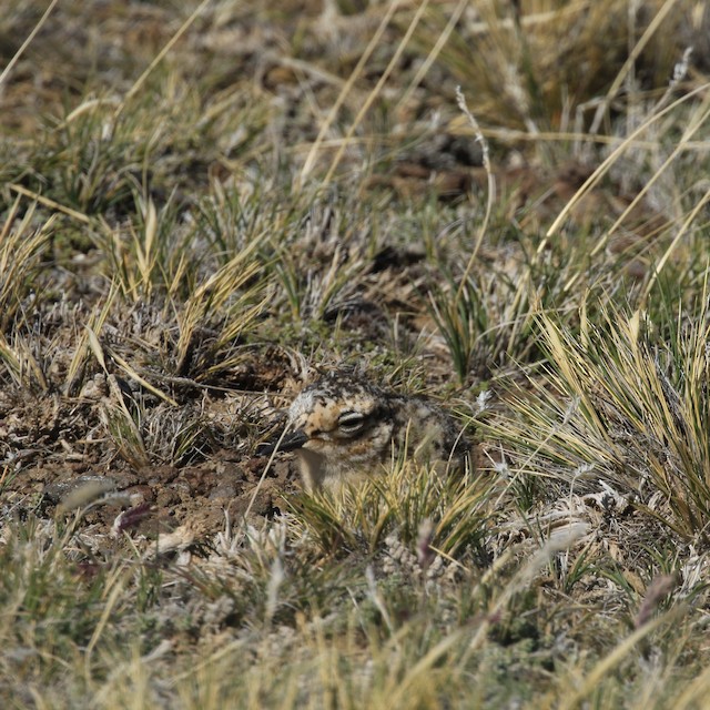 Chick hiding on the ground. - Tawny-throated Dotterel - 