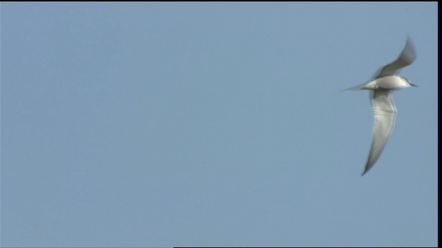 白腰燕鷗 - ML412141