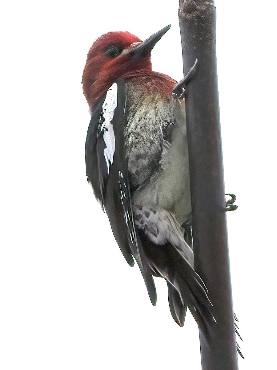 Red-breasted Sapsucker - ML412142331