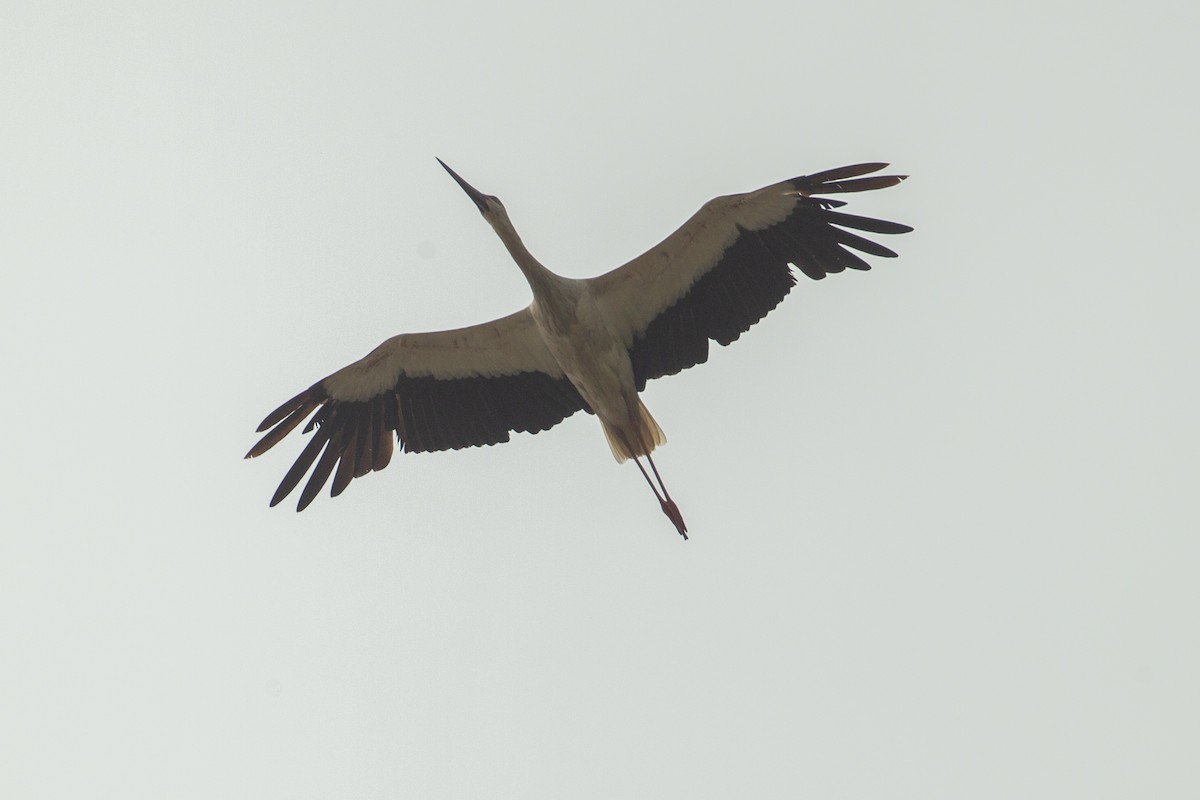 Oriental Stork - ML412142541